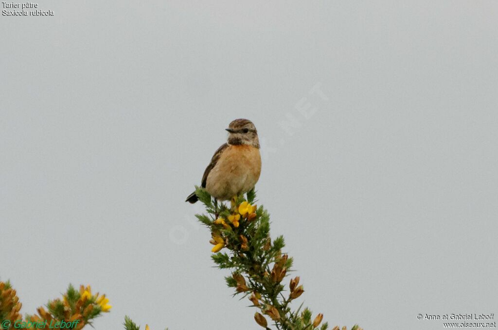 European Stonechat female