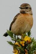 European Stonechat