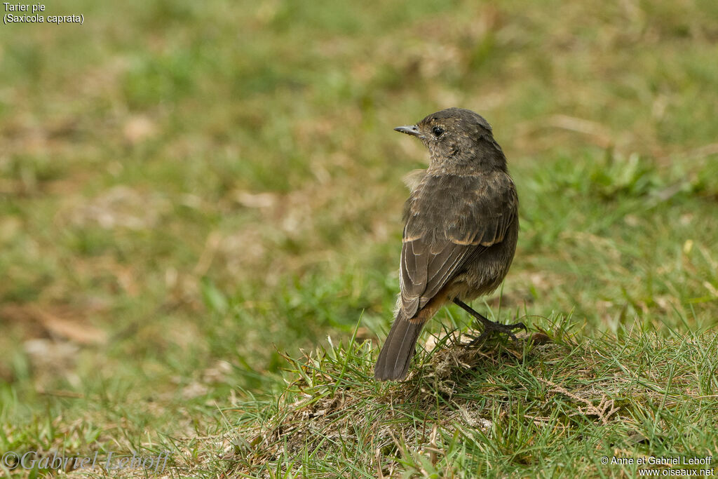 Pied Bush Chat female adult