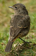 Pied Bush Chat