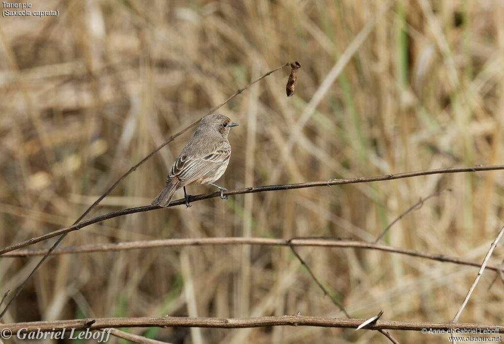 Pied Bush Chat female
