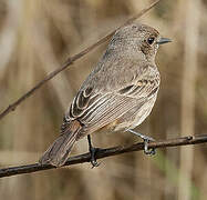 Pied Bush Chat