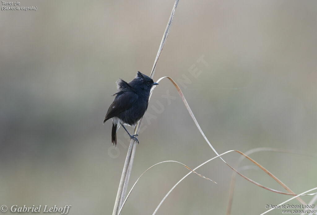 Pied Bush Chat male