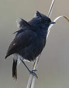 Pied Bush Chat