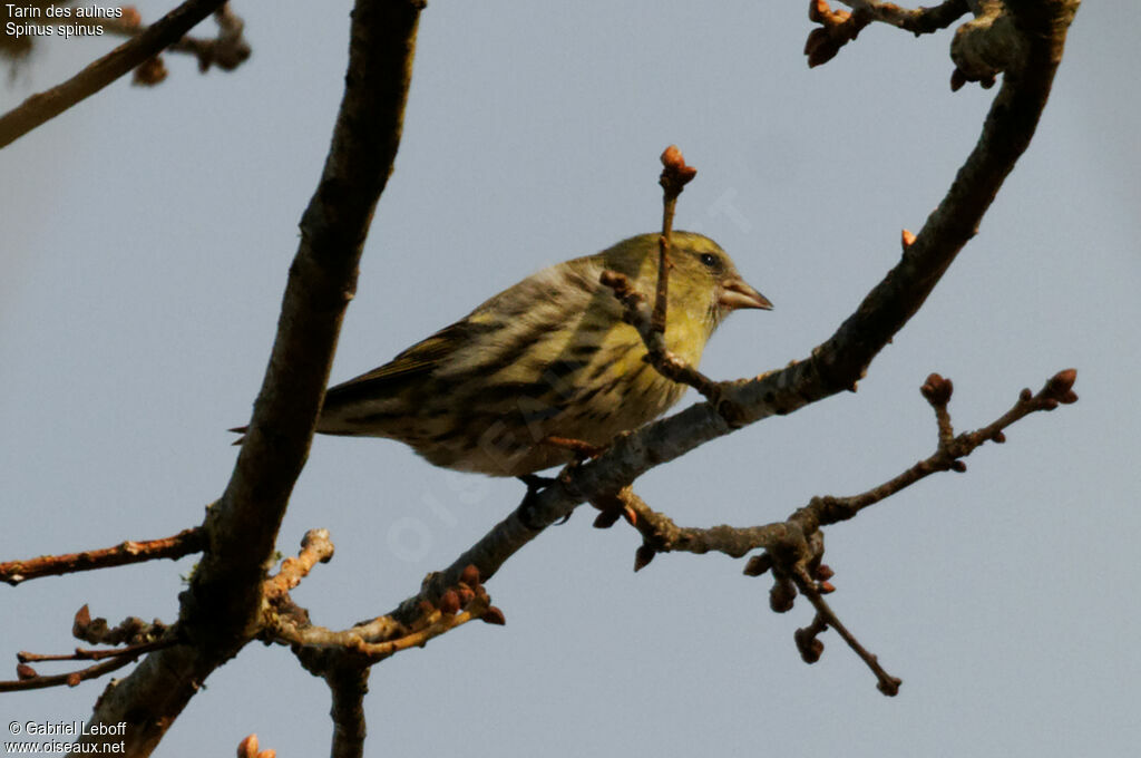 Eurasian Siskin female