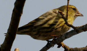 Eurasian Siskin