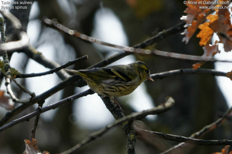 Eurasian Siskin male