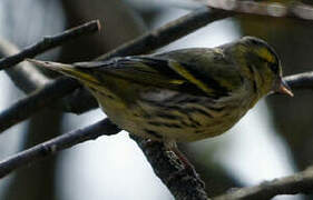 Eurasian Siskin