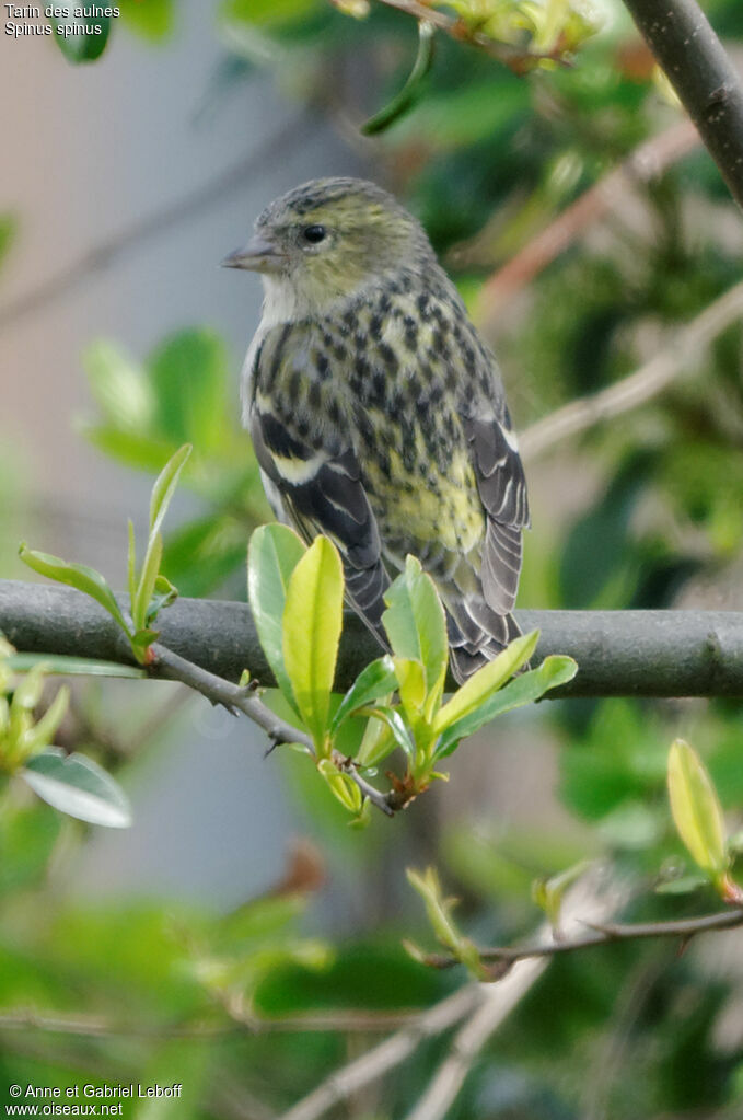 Eurasian Siskin