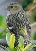 Eurasian Siskin