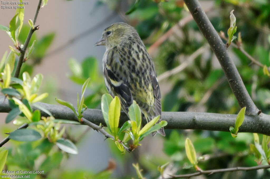 Eurasian Siskin