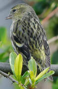 Eurasian Siskin