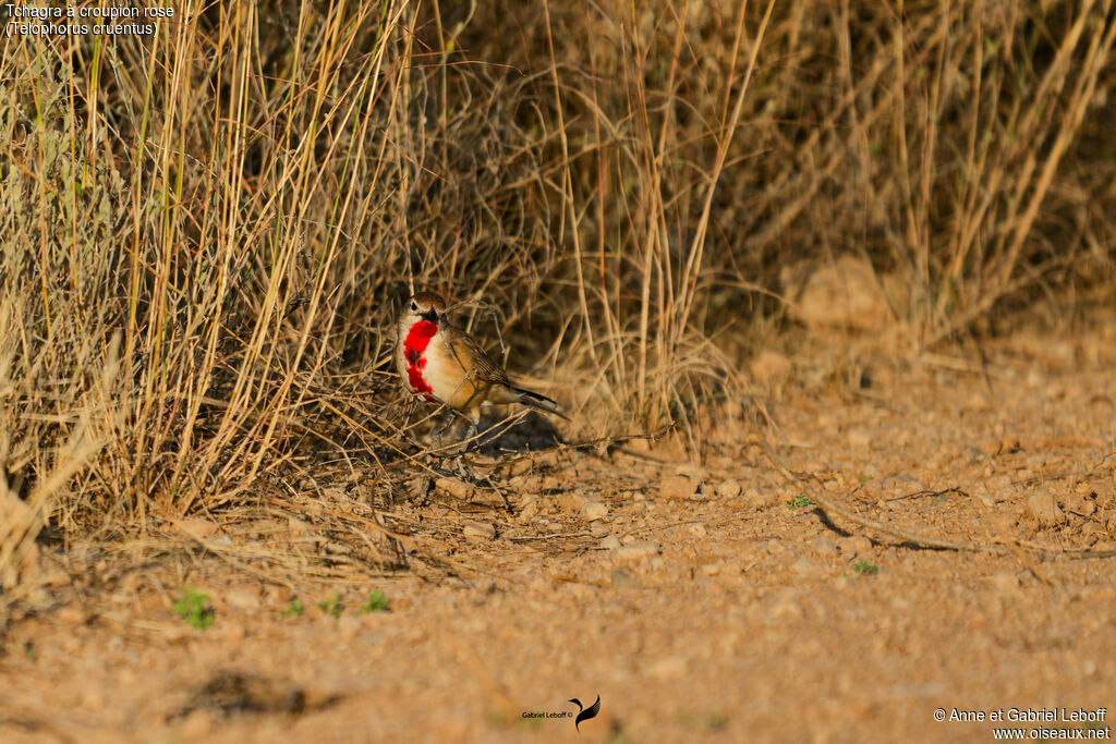 Rosy-patched Bushshrike