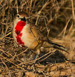 Tchagra à croupion rose