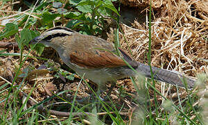 Brown-crowned Tchagra