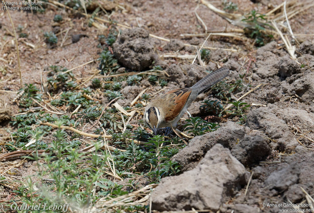 Brown-crowned Tchagra