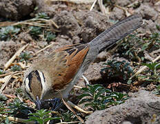 Brown-crowned Tchagra