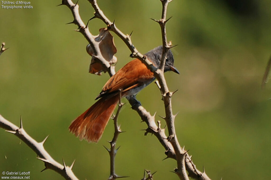 African Paradise Flycatcher female