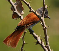 African Paradise Flycatcher