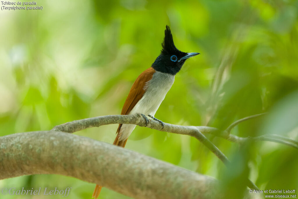 Indian Paradise Flycatcher