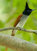 Indian Paradise Flycatcher