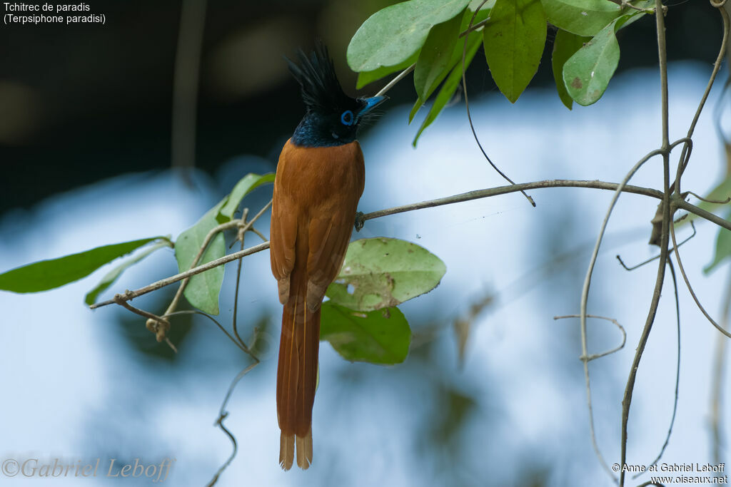 Indian Paradise Flycatcher