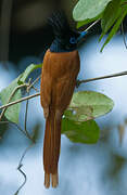 Indian Paradise Flycatcher