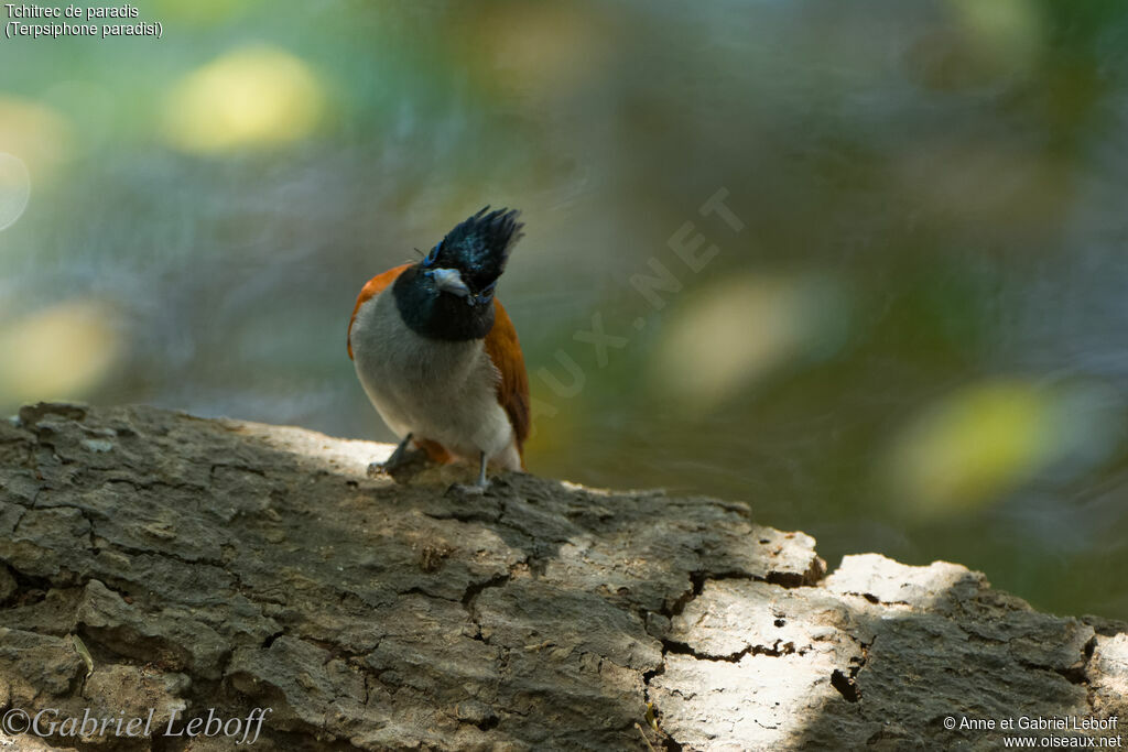 Indian Paradise Flycatcher