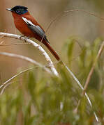 Malagasy Paradise Flycatcher