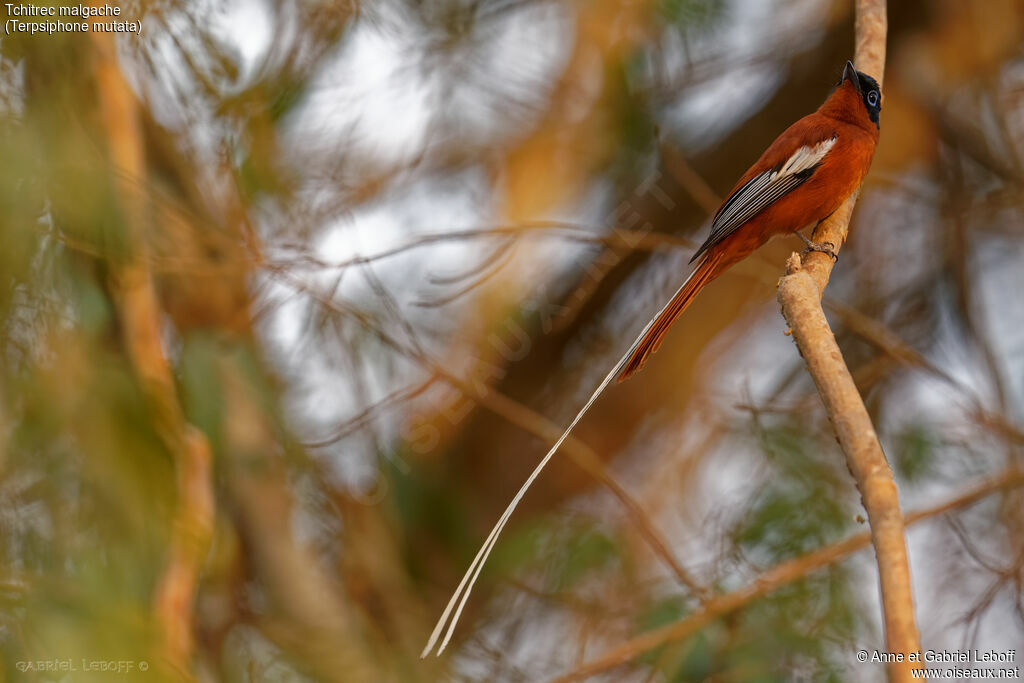 Malagasy Paradise Flycatcher