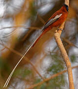 Malagasy Paradise Flycatcher