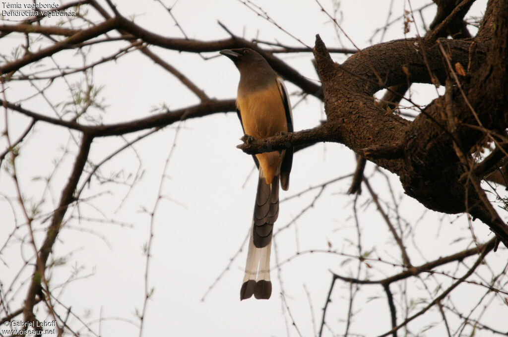 Rufous Treepie