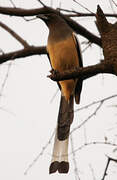 Rufous Treepie