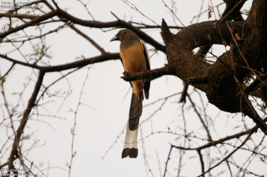 Rufous Treepie