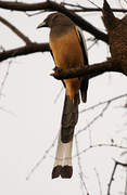 Rufous Treepie