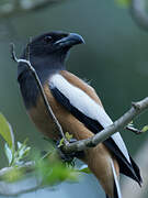 Rufous Treepie