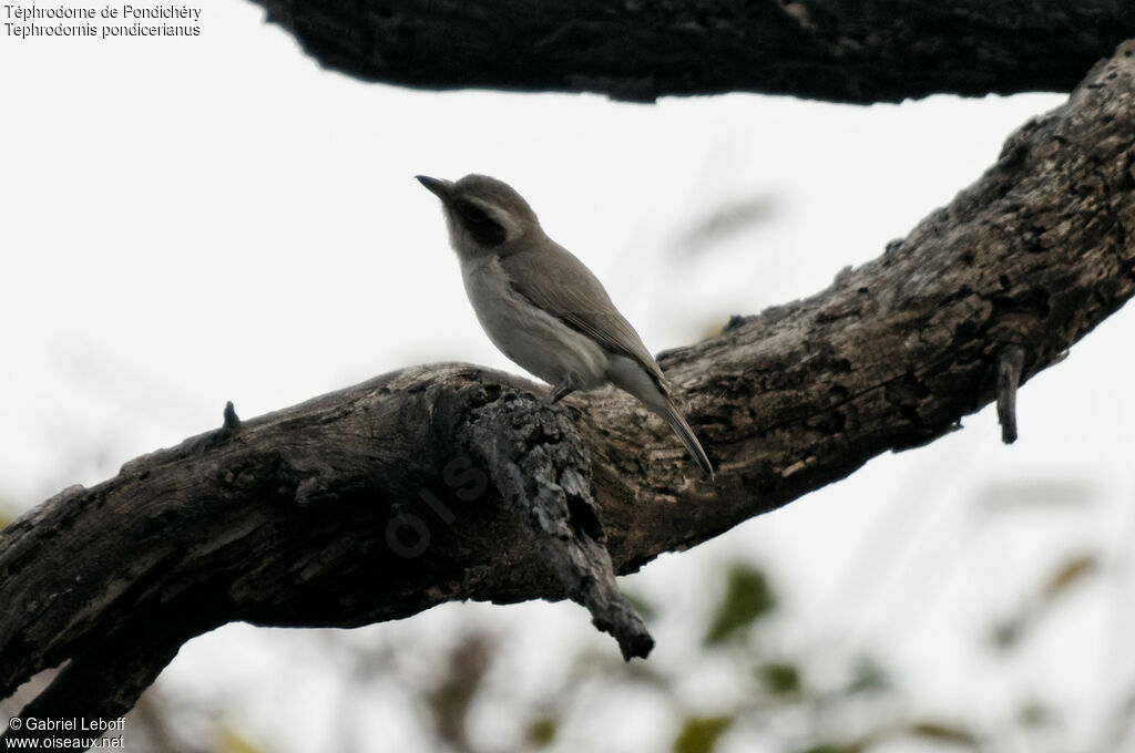 Common Woodshrike