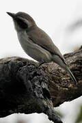 Common Woodshrike