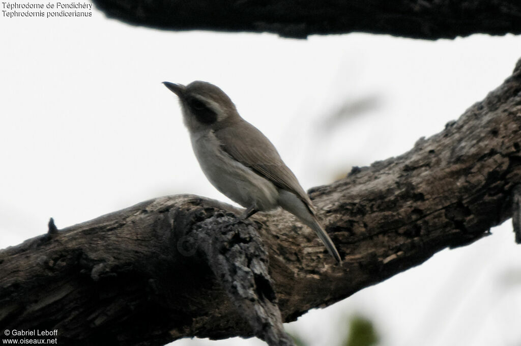 Common Woodshrike