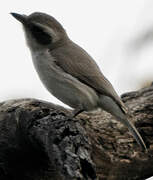 Common Woodshrike