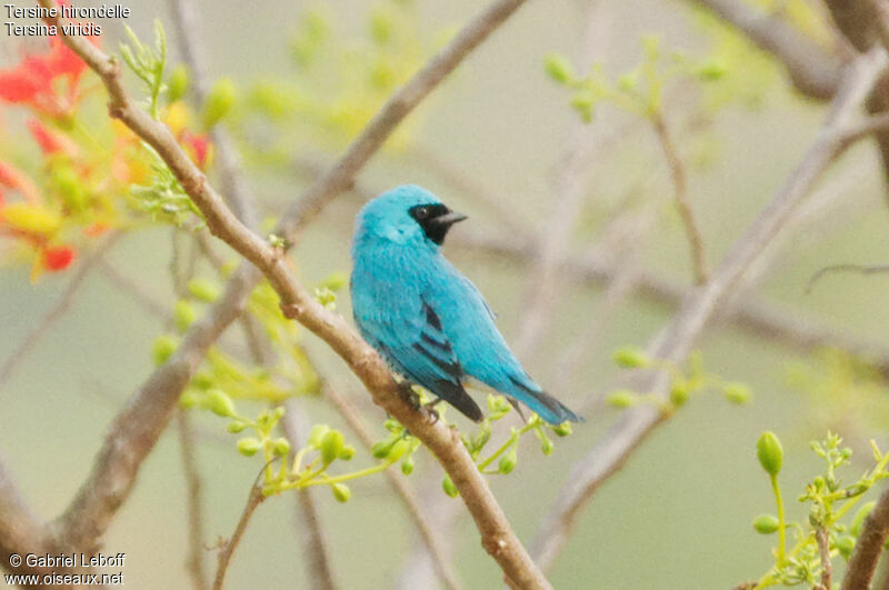 Swallow Tanager male