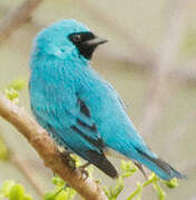 Swallow Tanager