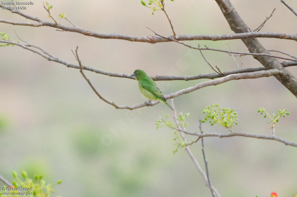 Swallow Tanager female