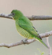 Swallow Tanager