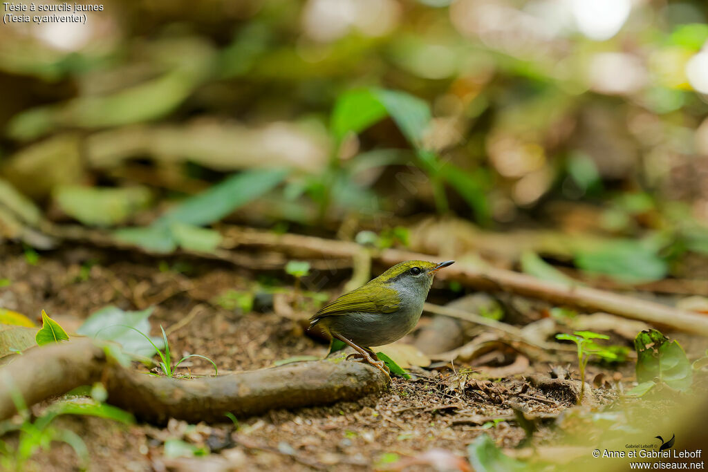 Grey-bellied Tesia