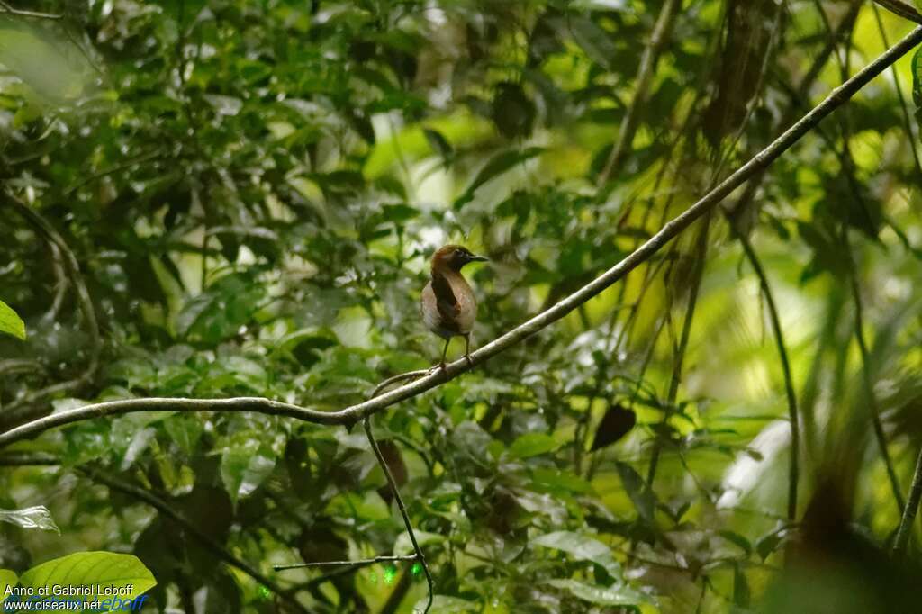 Black-faced Antthrush, habitat