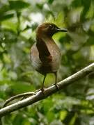 Black-faced Antthrush