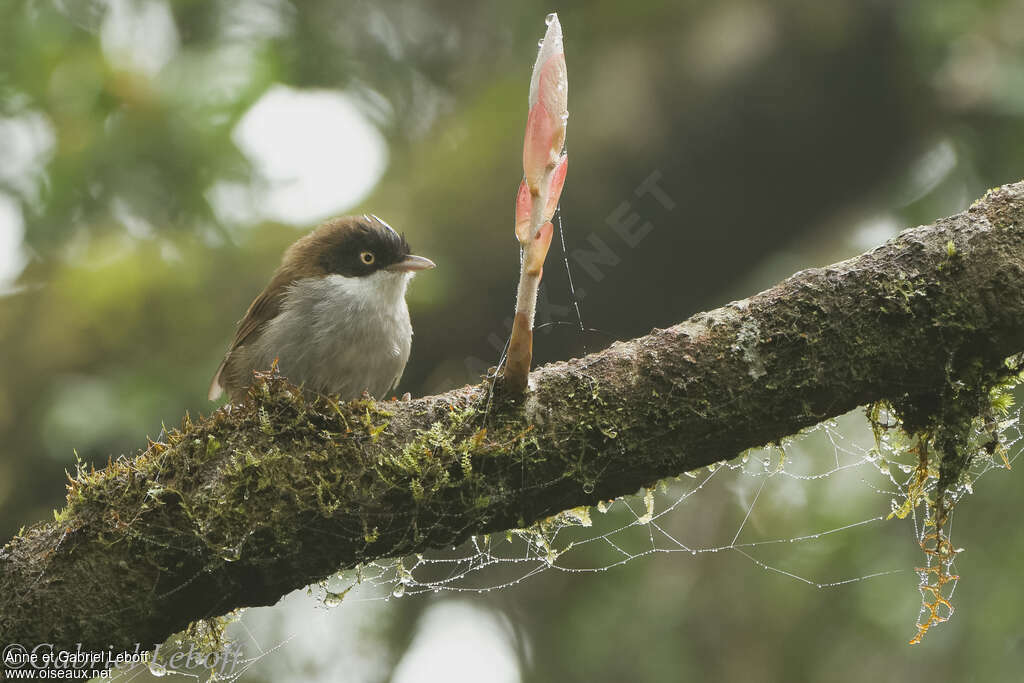 Dark-fronted Babbleradult, close-up portrait