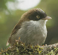 Dark-fronted Babbler