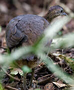 Little Tinamou